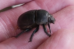 Geotrupes stercorarius