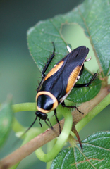 Hemithyrsocera vittata