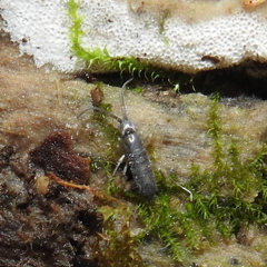 Tomocerinae