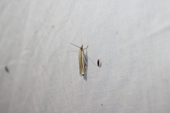 Crambus laqueatellus