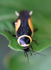 Hemithyrsocera vittata