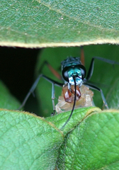 Pompilidae
