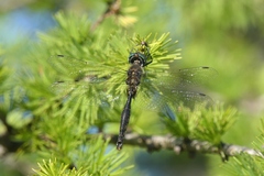 Somatochlora walshii