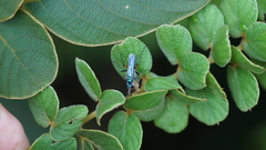 Pompilidae