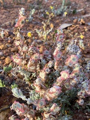 Maireana trichoptera