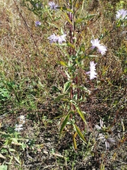 Symphyotrichum × versicolor
