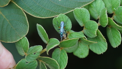 Pompilidae