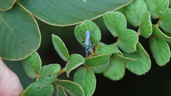 Pompilidae