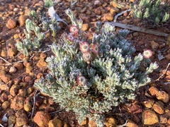 Maireana trichoptera