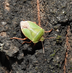 Palomena viridissima