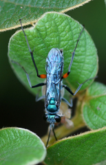 Pompilidae
