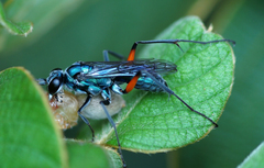Pompilidae
