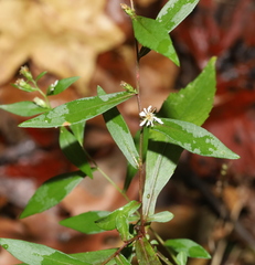 Symphyotrichum lateriflorum