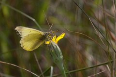 Colias alexandra
