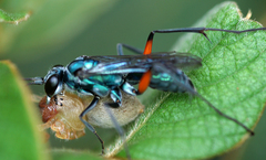 Pompilidae