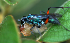 Pompilidae