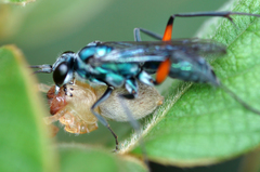 Pompilidae