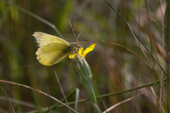 Colias alexandra