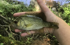 Ambloplites cavifrons