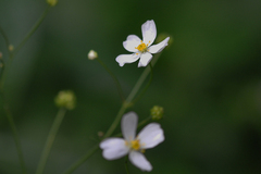 Ranunculus platanifolius