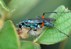 Pompilidae