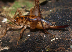 Talitropsis