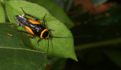Hemithyrsocera vittata