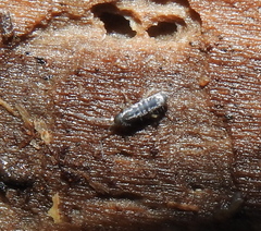 Tomocerinae
