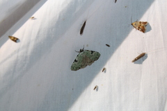 Leuconycta diphteroides