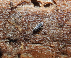 Tomocerinae
