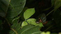 Hemithyrsocera vittata