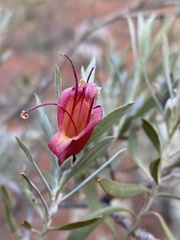 Eremophila glabra