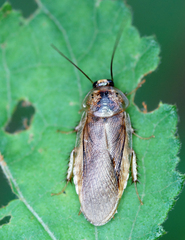Blattodea