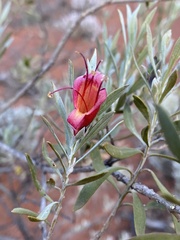 Eremophila glabra