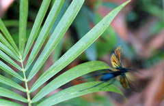 Pompilidae