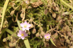 Spergularia rupicola