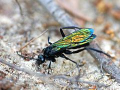 Pompilidae