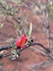 Eremophila glabra