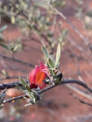 Eremophila glabra