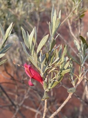 Eremophila glabra