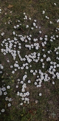Nierembergia calycina