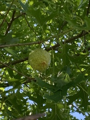 Amphibolips confluenta