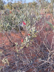 Eremophila glabra