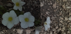 Nierembergia calycina