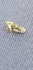 Catonia