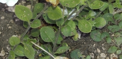 Nierembergia calycina
