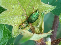 Colaspis