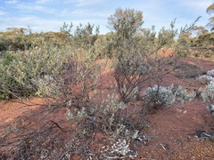 Eremophila glabra