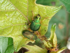 Colaspis