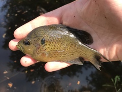 Lepomis punctatus